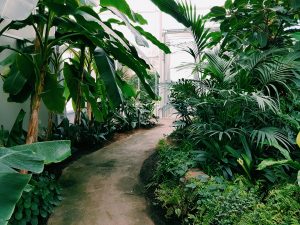 landscaping trees