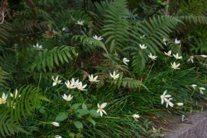 beautiful white rain lily flower blooming in rainy season