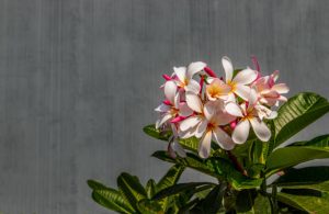 white pink flowers on the magnolia dwarf tree growing