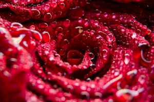 rose