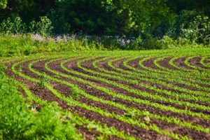 Crop rotation farm with top soil