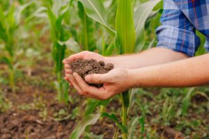 Male hands touching soil on the field. Checking soil health