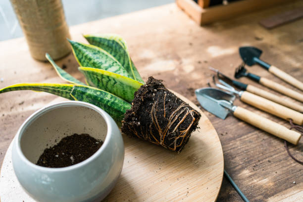 Snake Plant propagating by division