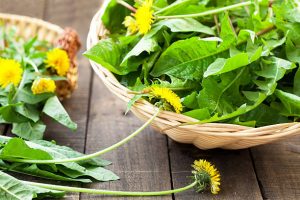 Edible dandelion weed picked and placed on top of a table