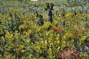 Why you need endemic plants in your garden