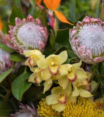 Protea species at Kirstenbosch garden flowers