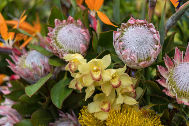Protea species at Kirstenbosch garden flowers