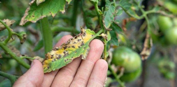 Leaf spot on tomato. damaged by disease and pests of tomato leaves.