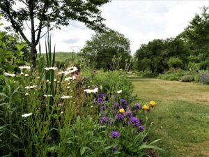 Flowers bloom along a tree with underground perennials