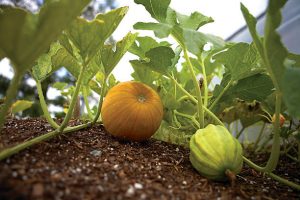 Yellow squash on the vine