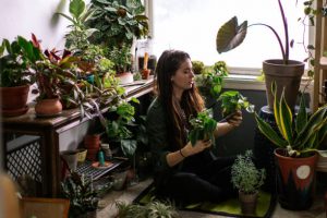 Lifestyle photos of a young adult woman watering her indoor succulent snake plant garden.