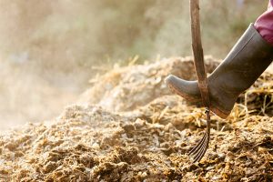Manure being handle by gardener with a garden rake