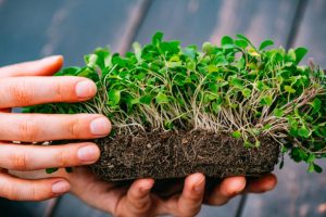 Woman Harvests the Micro Greens