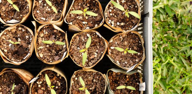 Seedlings in pots made of newspaper sheets.