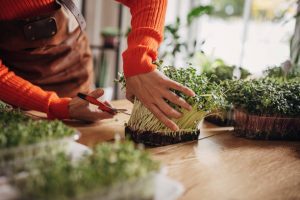 Woman nurturing and cutting microgreen peas with scissors