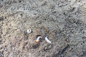 Microorganisms, Nematodes on ground