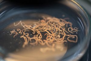 Microscopic nematode in a petri dish in lab
