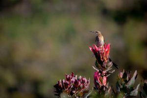 A cape sugarbird sits on top of a red protea flower in the fynbos