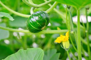 growing pumpkin on vine at greenhouse.