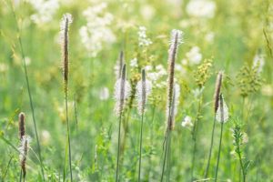 Plantain blossoming flower outdoor