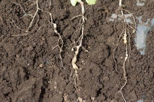 Young roots thriving thanks to microscopic nematodes