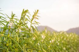 Farmland in the growth of sesame on tree in sesame plants