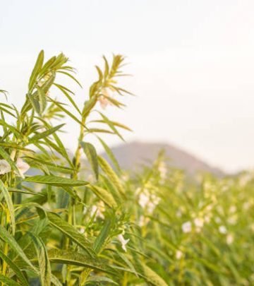 Farmland in the growth of sesame on tree in sesame plants