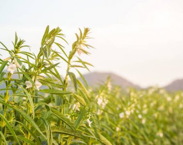 Farmland in the growth of sesame on tree in sesame plants