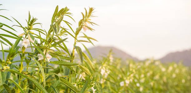 Farmland in the growth of sesame on tree in sesame plants