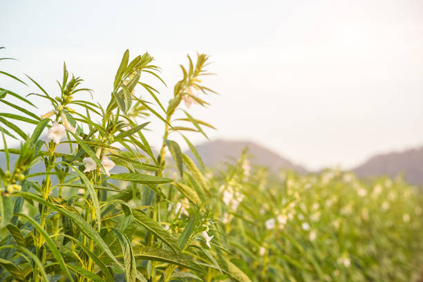 Farmland in the growth of sesame on tree in sesame plants
