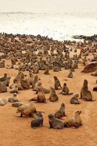 Cape Fur Seals are sitting on Skeleton Coast, in Namibia.