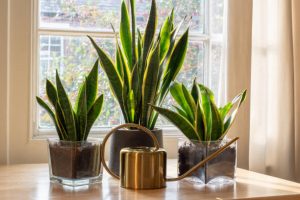 A sansevieria trifasciata snake plant in the window of a modern home. Houseplants that have a long lifespan