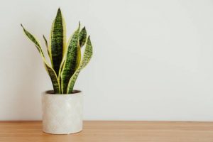 Snake plant: Sansevieria laurentii against white background