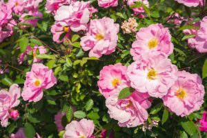 Beautiful blooming rose bush with pink flowers in garden free of plants that hinder the growth of the roses