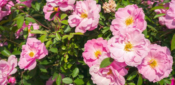 Beautiful blooming rose bush with pink flowers in garden free of plants that hinder the growth of the roses