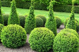Beautiful topiary garden