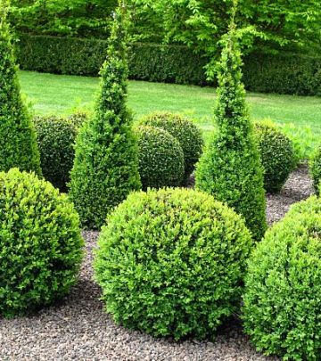 Beautiful topiary garden