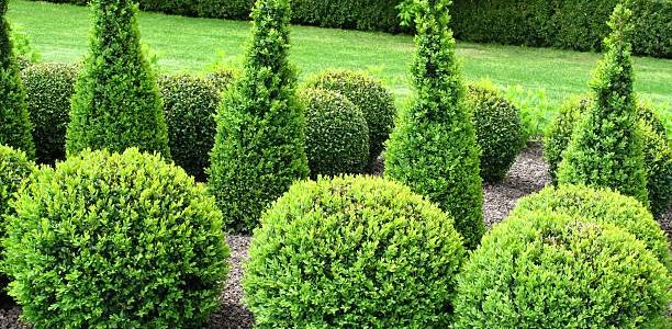 Beautiful topiary garden
