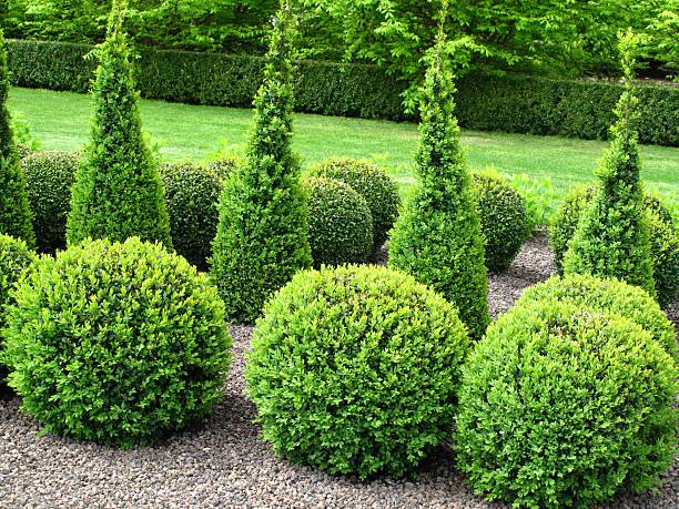 Beautiful topiary garden