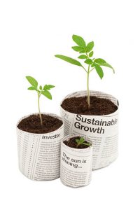 Three seedlings in newspaper plant pots.
