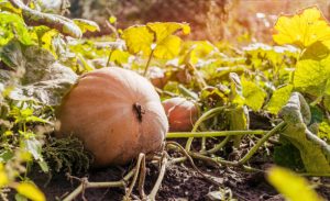 Ripe orange pumpkin grown in garden