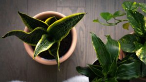 5 Must-have Snake Plant varieties for your home