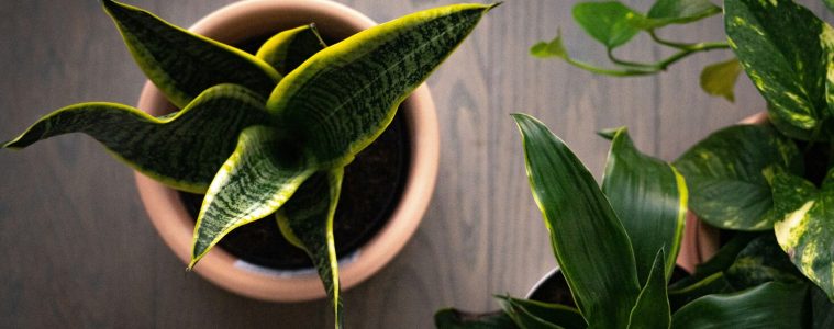 5 Must-have Snake Plant varieties for your home