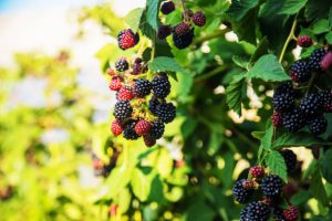 Blackberries grow in the garden. Ripe and unripe blackberries on a bush.