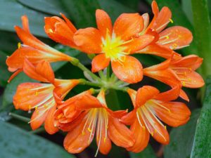 Bush lily Orange Flowers