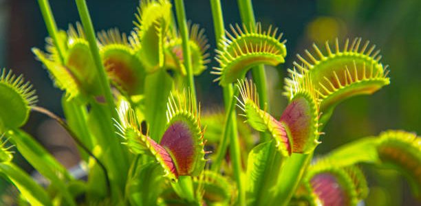 Carnivorous wildflower opens up small trap leaves with sensitive bristles to catch its prey.
