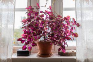 A large coleus plant indoors in a window sill.