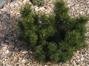 mulching a flower bed with cypress mulch