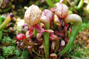 Cobra lily carnivorous plants