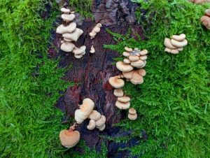 Tree fungi parasites growing on a tree surrounded by moss